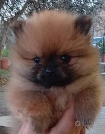 Volpini di pomerania toy