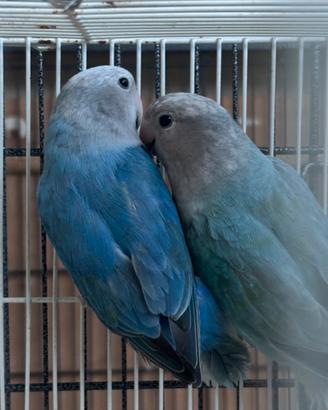 Inseparabili femmine