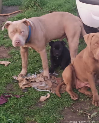 Pitbull femmina