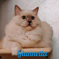 Ragdoll cuccioli