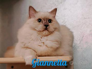 Ragdoll cuccioli