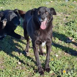 Crik e Crok in Adozione