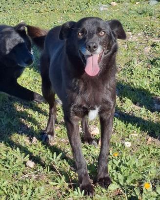 Crik e Crok in Adozione