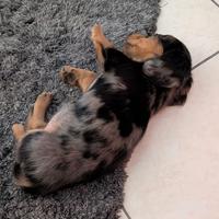 Cucciola di bassotto arlecchino