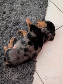 Cucciola di bassotto arlecchino