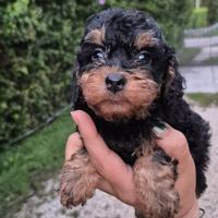 Cucciolo di Barboncino Mini Toy Black and Tan