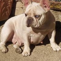 Bulldog Francese