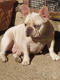 Bulldog Francese