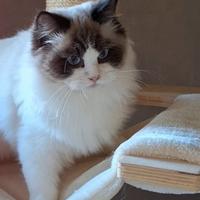 Gattino Ragdoll con pedigree