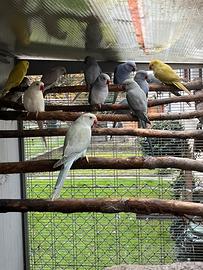 Parrocchetti dal collare