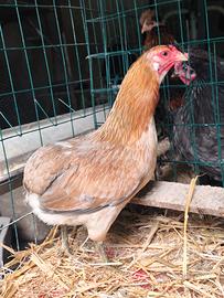 Gallina araucana