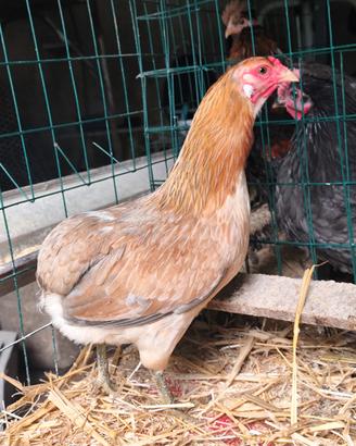 Gallina araucana