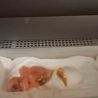 Pulli parrocchetto dal collare