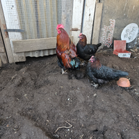 Tris marans galline