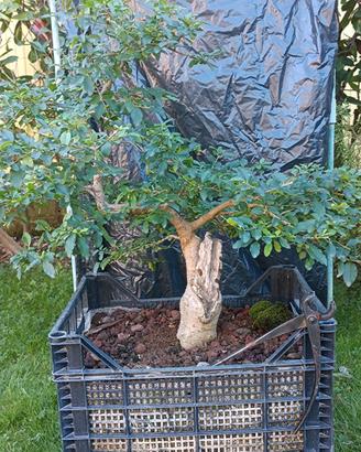 Pre bonsai