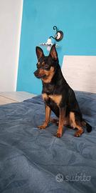Raoul, pinscher nano solo persone affidabili