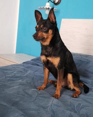 Raoul, pinscher nano solo persone affidabili