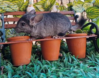Cucciolo cincillà