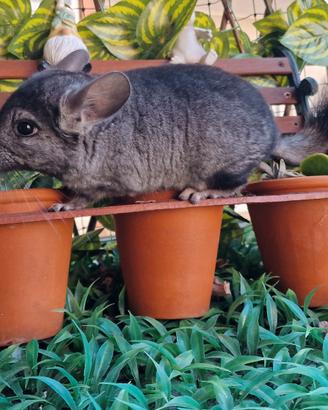 Cucciolo cincillà