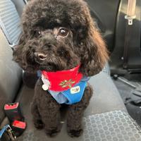 Barboncino Toy nero disponibile per monta