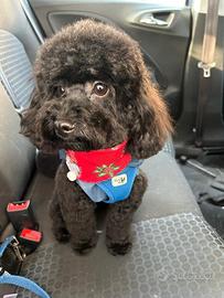 Barboncino Toy nero disponibile per monta