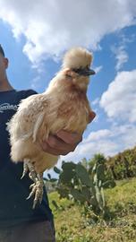 Gallina Moroseta