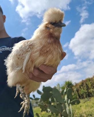 Gallina Moroseta