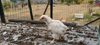 brahma