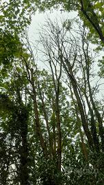 Legna frassino in cambio di taglio alber