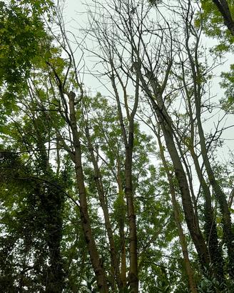 Legna frassino in cambio di taglio alber