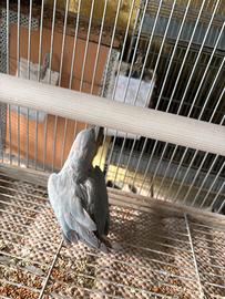 Femmina parrocchetto dal collare azzurra