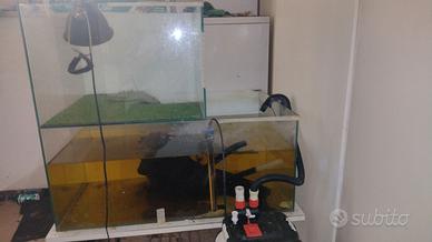 Acquario tartarughe