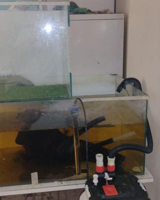 Acquario tartarughe