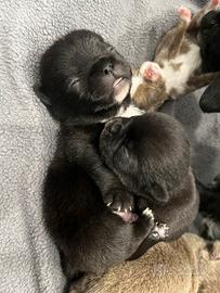 Chihuahua con pedigree Enci