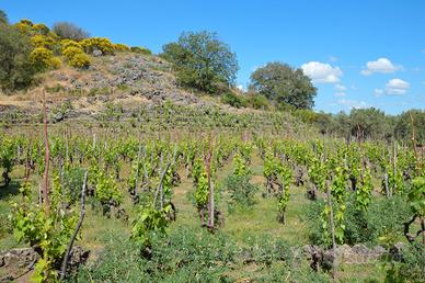 ETNA Vigneto Pre Fillossera e Grotta monte Dolce