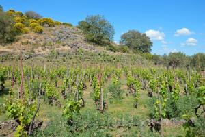 ETNA Vigneto Pre Fillossera e Grotta monte Dolce