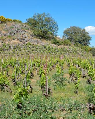 ETNA Vigneto Pre Fillossera e Grotta monte Dolce
