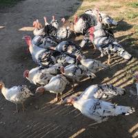 Tacchini Ermellinati varie età