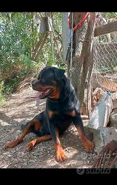 Rottweiler