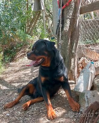 Rottweiler