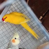 Kakariki maschio giallo