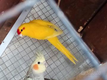 Kakariki maschio giallo