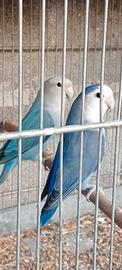 Inseparabili blu/viola