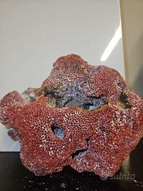 Corallo ROSSO naturale marino