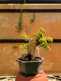 Bonsai bouganvillea