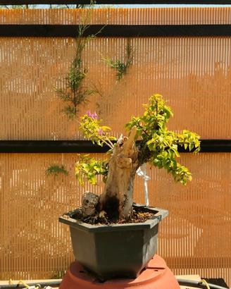 Bonsai bouganvillea