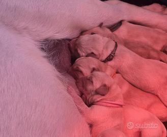Cuccioli Labrador Retriever - Allevamento A Sweet