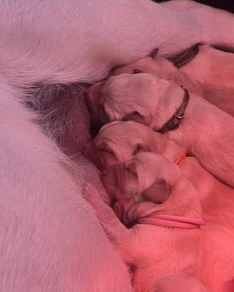 Cuccioli Labrador Retriever - Allevamento A Sweet