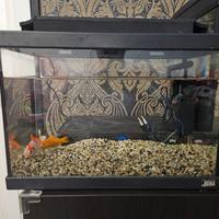 Acquario 