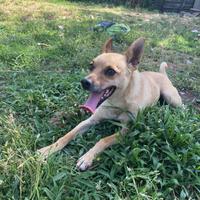 Leo un anno simil pincher in adozione